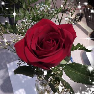 Meet your Posher, Evie